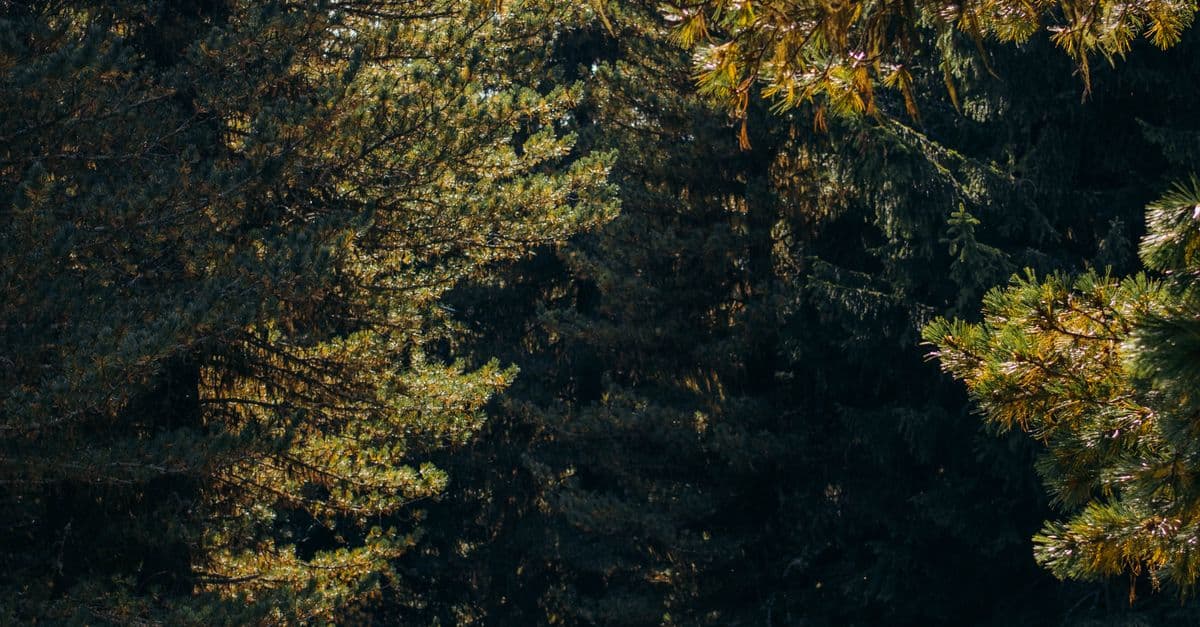 Wanderer mit Rucksack auf einem Waldweg zwischen hohen Bäumen